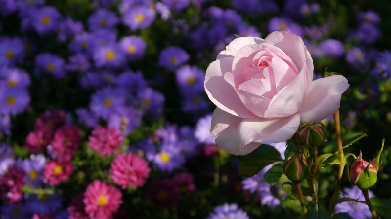 Pink Rose in Bloom — Serene, Afternoon, Photograph, Purple Flowers, Pink Flowers