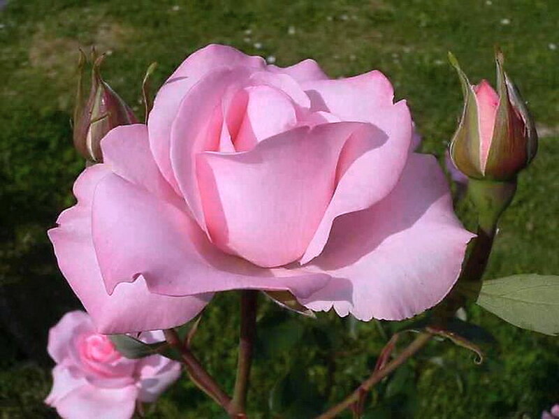 Pink Rose in Bloom — Serene, Afternoon, Photograph, Rose Bud