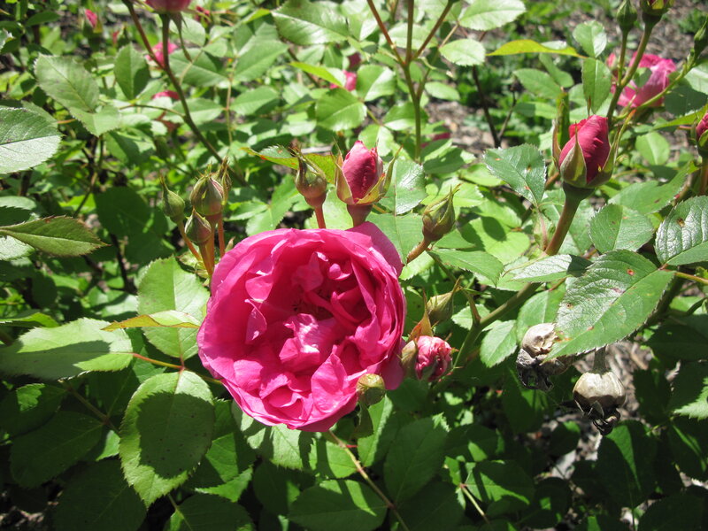 Pink Rose in Bloom — Serene, Afternoon, Photograph, Rose Buds