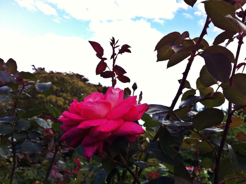 Pink Rose in Bloom — Serene, Afternoon, Photograph, Rose Bush, Leaves
