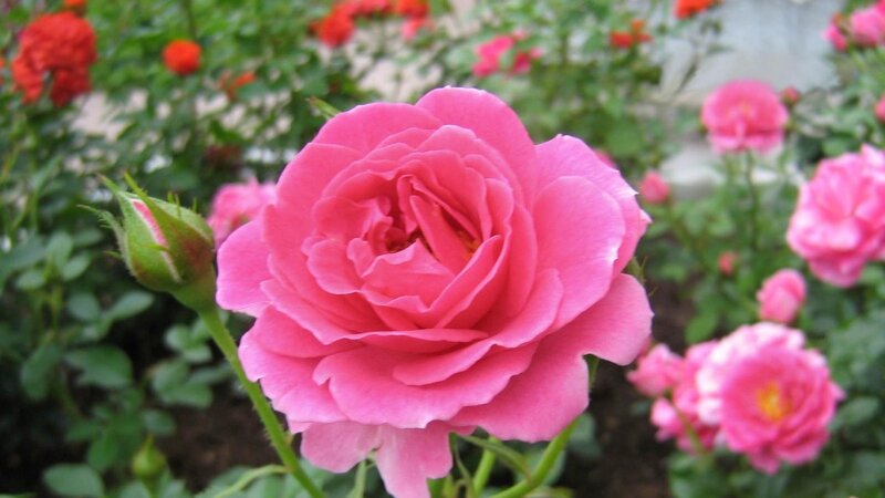 Pink Rose in Bloom — Serene, Afternoon, Photograph, Rosebud, Green Leaves