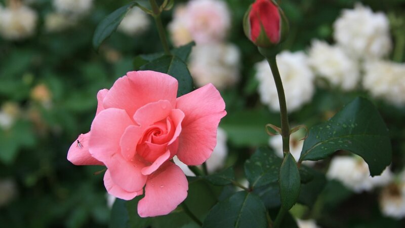 Pink Rose in Bloom — Serene, Afternoon, Photograph, Rosebud, Insect