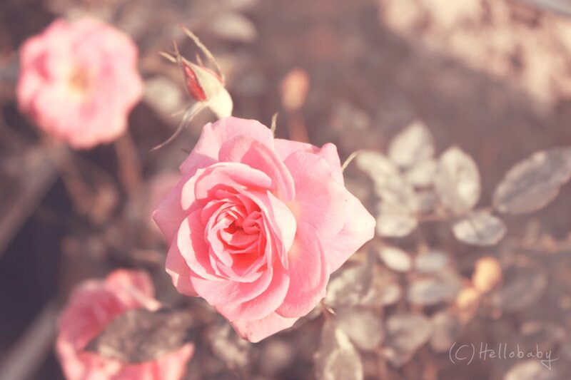 Pink Rose in Bloom — Serene, Afternoon, Photograph, Rosebud