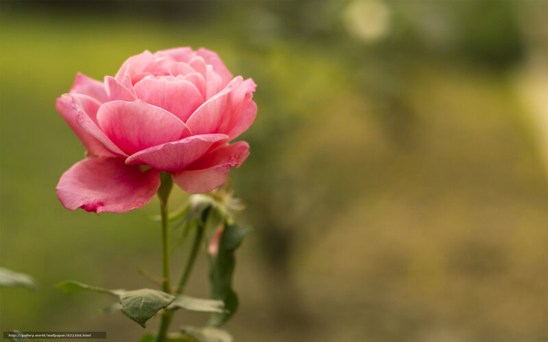 Pink Rose in Bloom — Serene, Afternoon, Photograph, Stem, Leaf