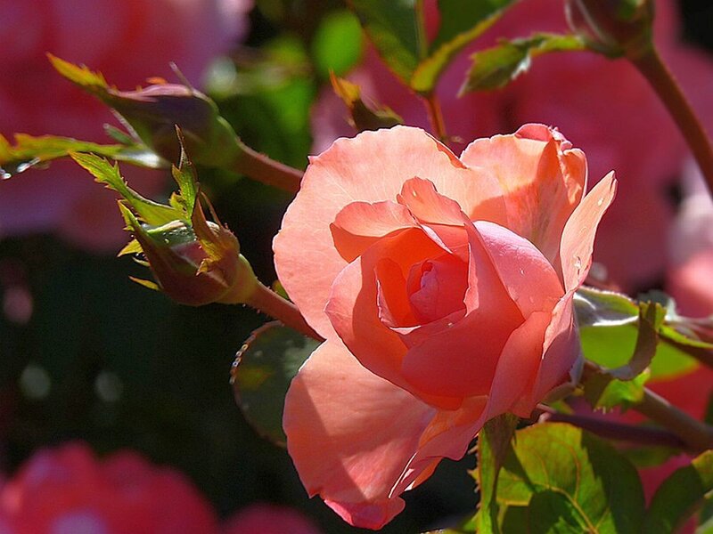 Pink Rose in Bloom — Serene, Afternoon