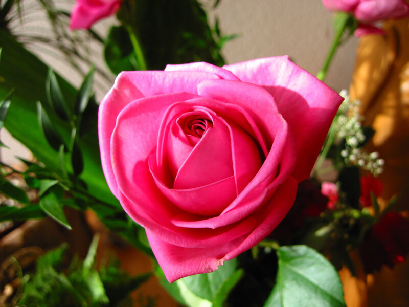 Pink Rose in Bloom — Serene, Daytime