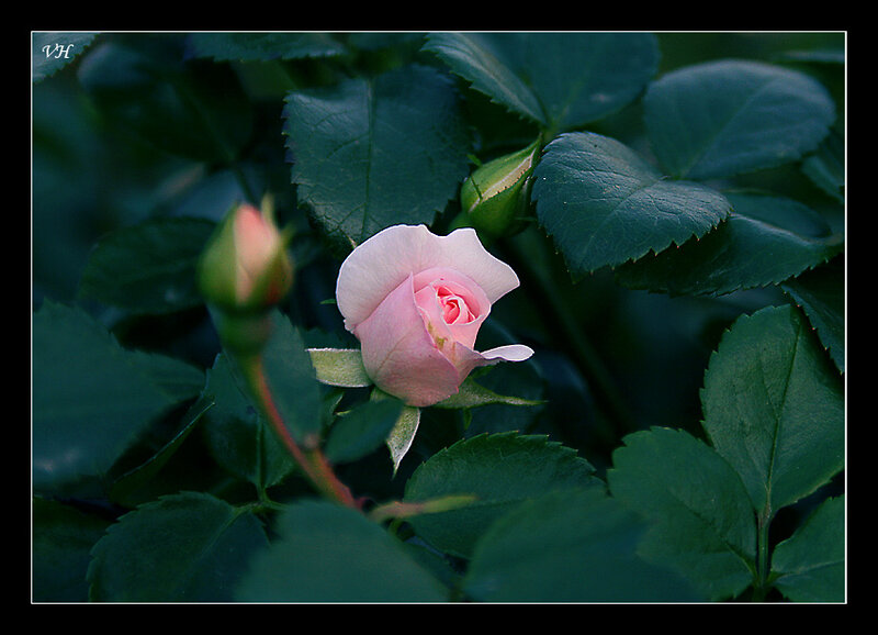 Pink Rose in Bloom — Serene, Dusk