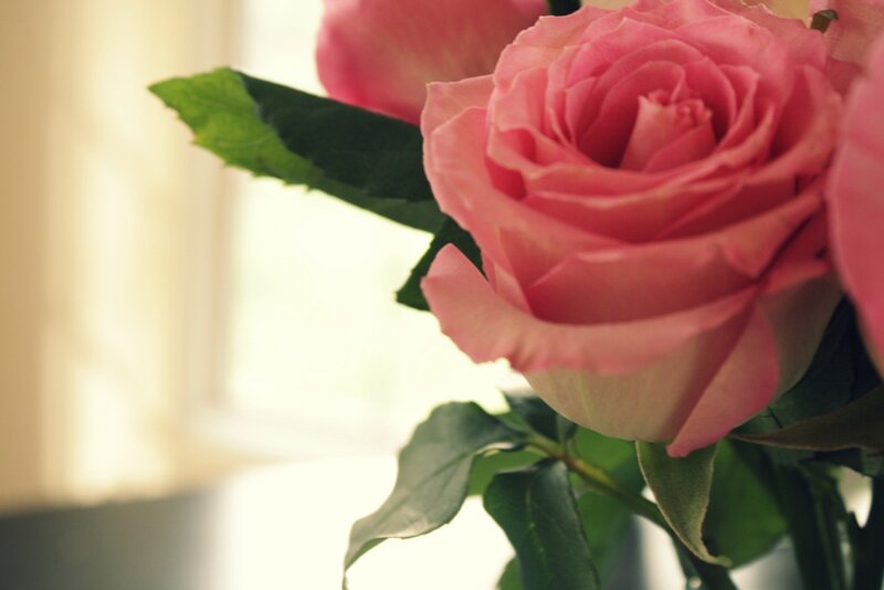 Pink Rose in Bloom — Serene, Morning