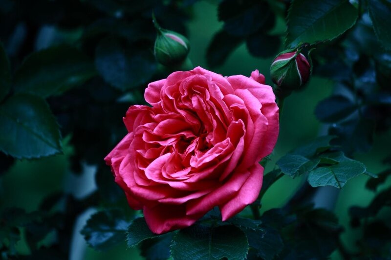 Pink Rose in Bloom — Serene, Night, Photograph, Buds