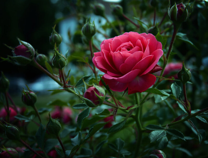 Pink Rose in Bloom — Serene, Night, Photograph