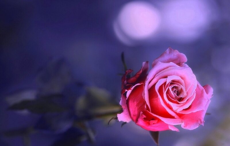 Pink Rose in Bloom — Serene, Night
