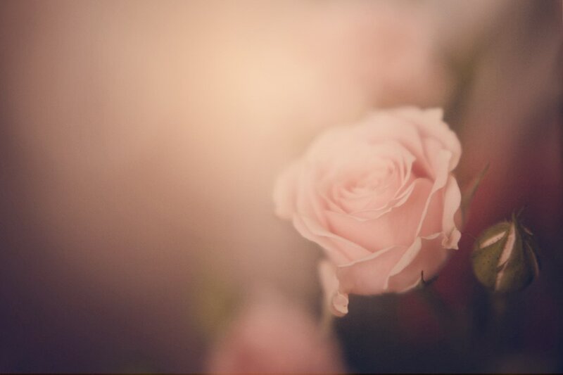 Pink Rose in Bloom — Serene, Photograph, Bud, Background Blur