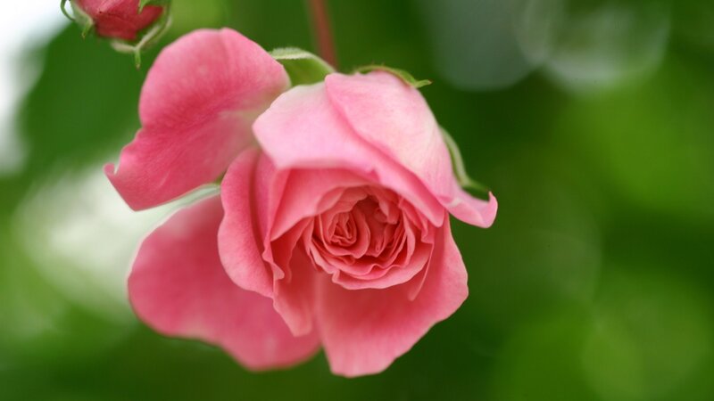 Pink Rose in Bloom — Serene, Photograph, Bud, Green Leaves