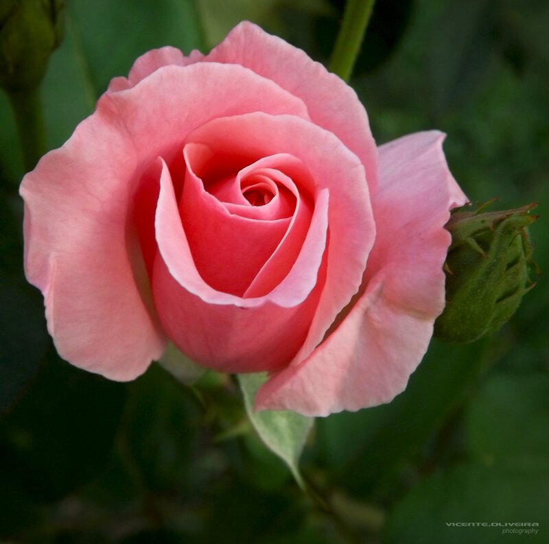 Pink Rose in Bloom — Serene, Photograph, Bud, Leaf, Stem
