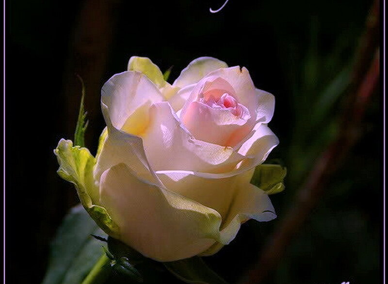 Pink Rose in Bloom — Serene, Photograph, Bud, Leaf
