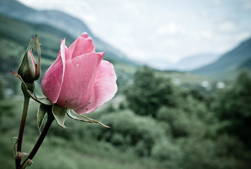 Pink Rose in Bloom — Serene, Photograph, Bud, Mountains
