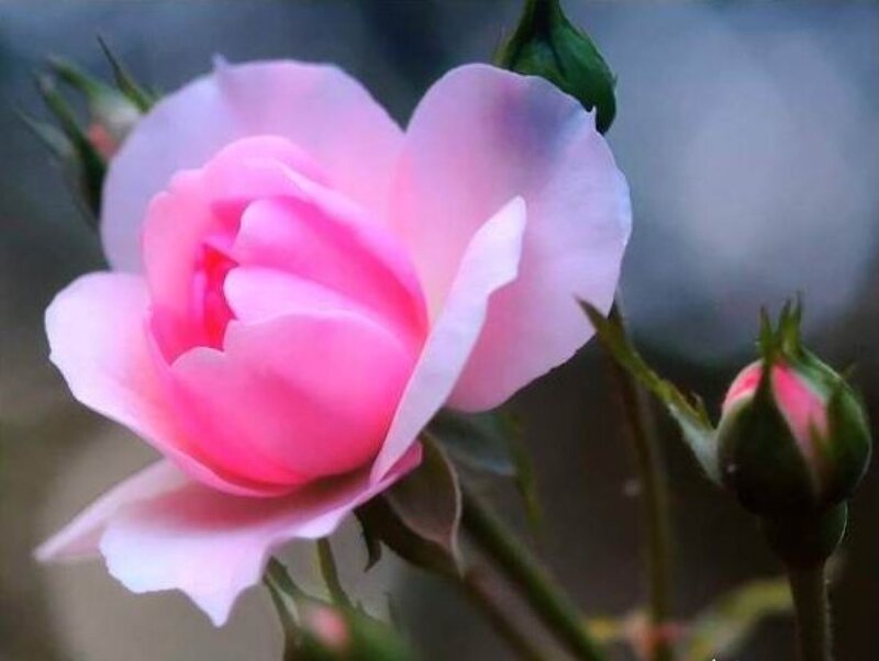 Pink Rose in Bloom — Serene, Photograph, Bud, Stem, Leaf