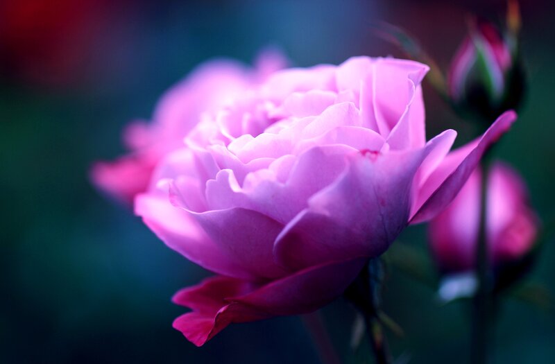 Pink Rose in Bloom — Serene, Photograph, Bud, Stem