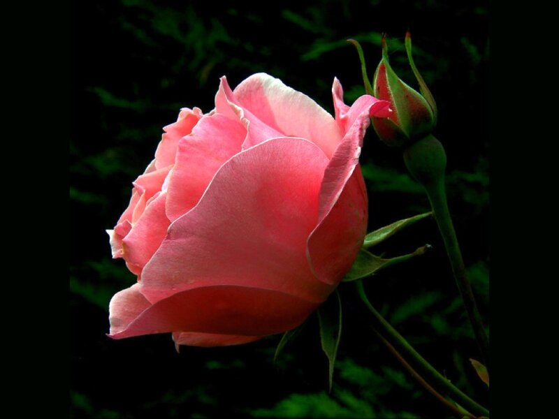 Pink Rose in Bloom — Serene, Photograph, Bud