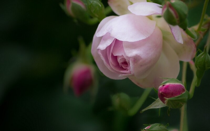 Pink Rose in Bloom — Serene, Photograph, Buds, Green Leaves, Dark Background