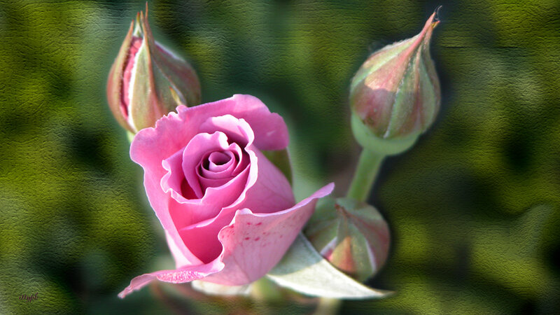 Pink Rose in Bloom — Serene, Photograph, Buds, Green Leaves