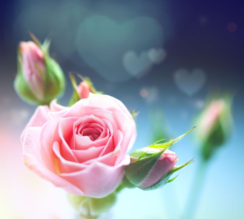 Pink Rose in Bloom — Serene, Photograph, Buds, Heart Bokeh