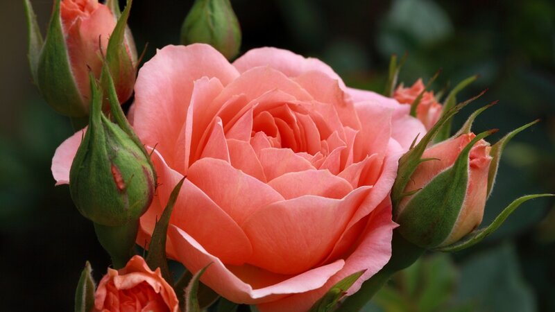 Pink Rose in Bloom — Serene, Photograph, Buds, Leaves, Flower