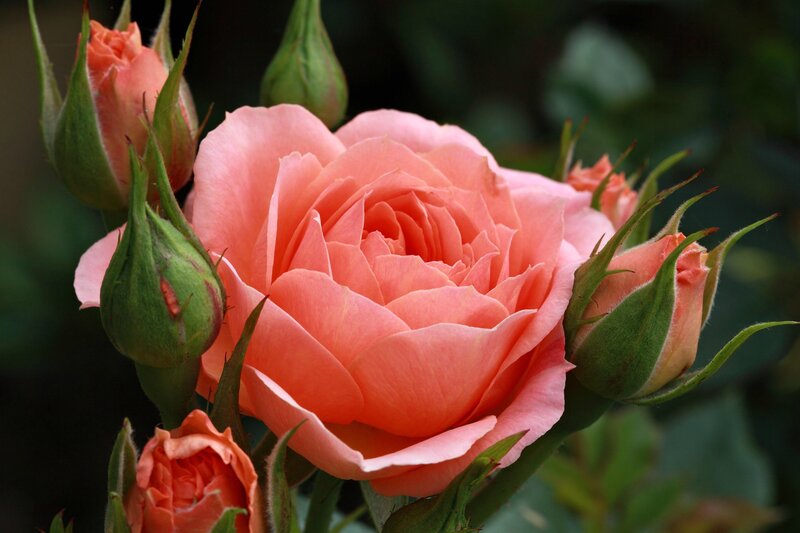 Pink Rose in Bloom — Serene, Photograph, Buds, Leaves, Green Background