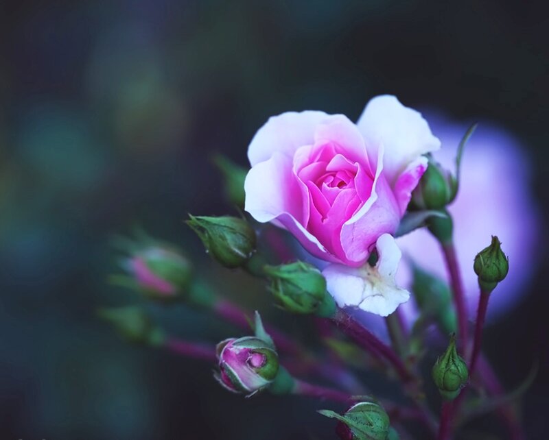 Pink Rose in Bloom — Serene, Photograph, Buds, Stem