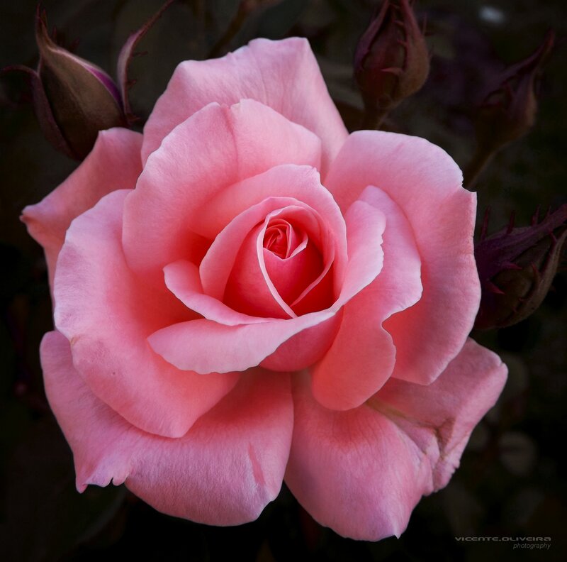 Pink Rose in Bloom — Serene, Photograph, Buds, Thorns