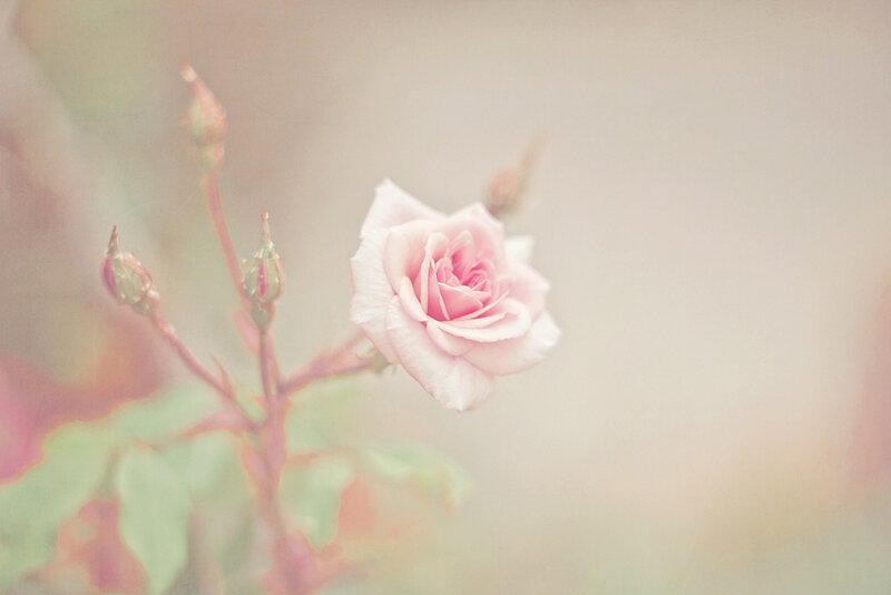Pink Rose in Bloom — Serene, Photograph, Buds