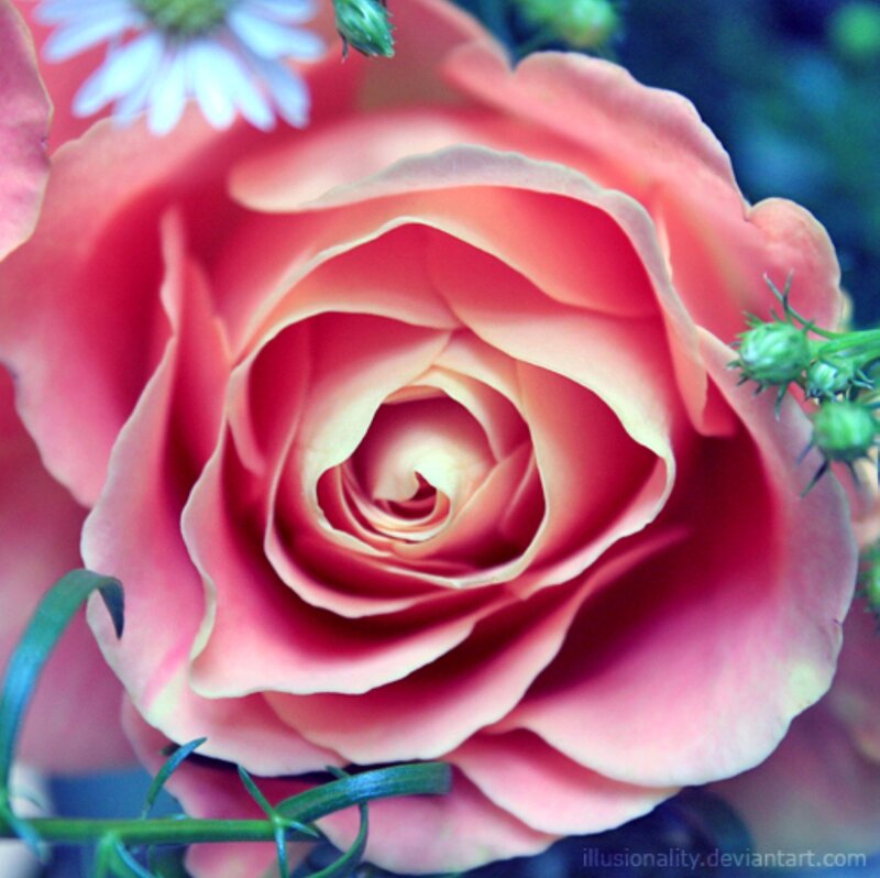 Pink Rose in Bloom — Serene, Photograph, Daisy
