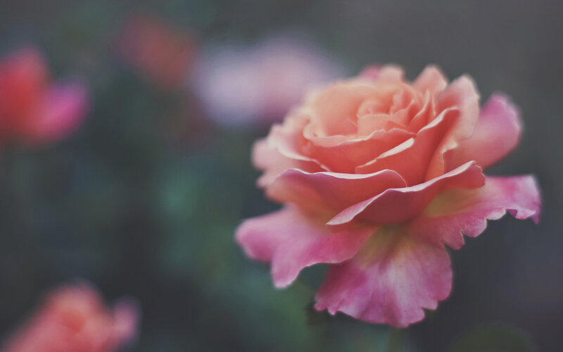 Pink Rose in Bloom — Serene, Photograph, Flower, Petals, Blurred Background