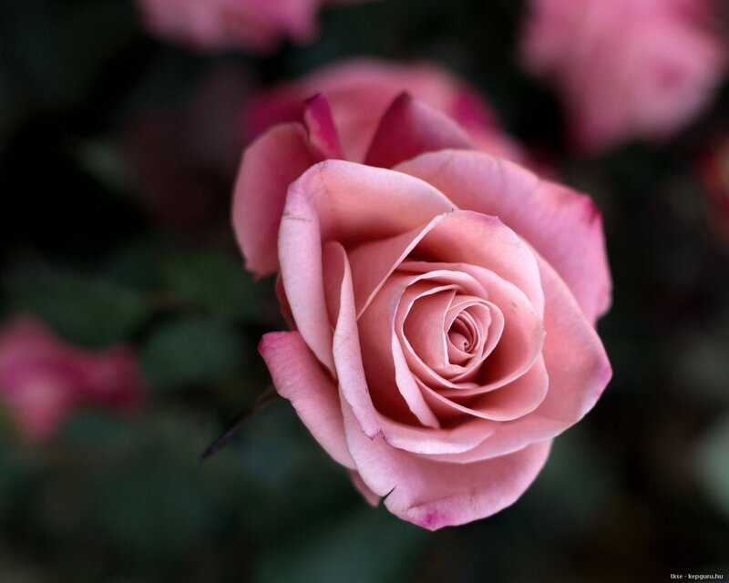 Pink Rose in Bloom — Serene, Photograph, Flower, Petals, Greenery