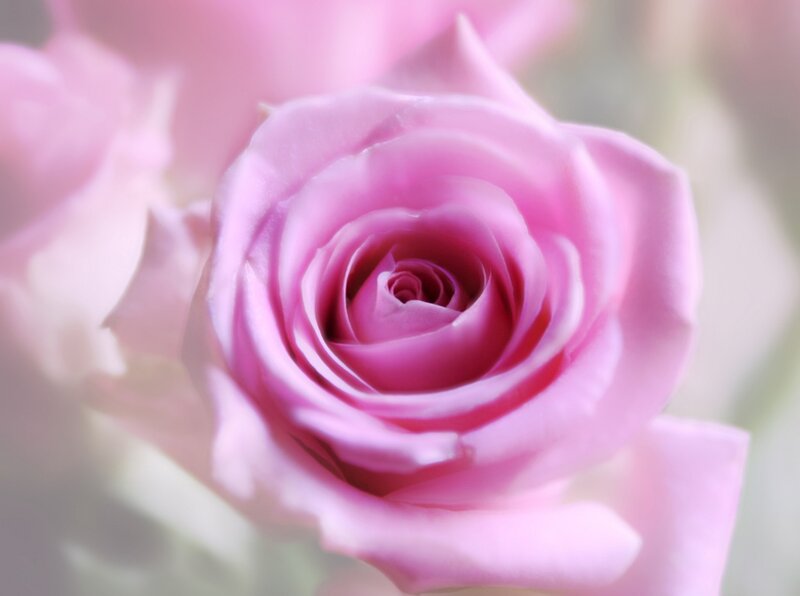 Pink Rose in Bloom — Serene, Photograph, Flower, Petals