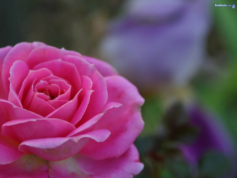 Pink Rose in Bloom — Serene, Photograph, Flower