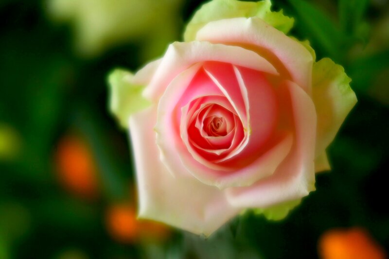 Pink Rose in Bloom — Serene, Photograph, Green Leaves, Blurred Background