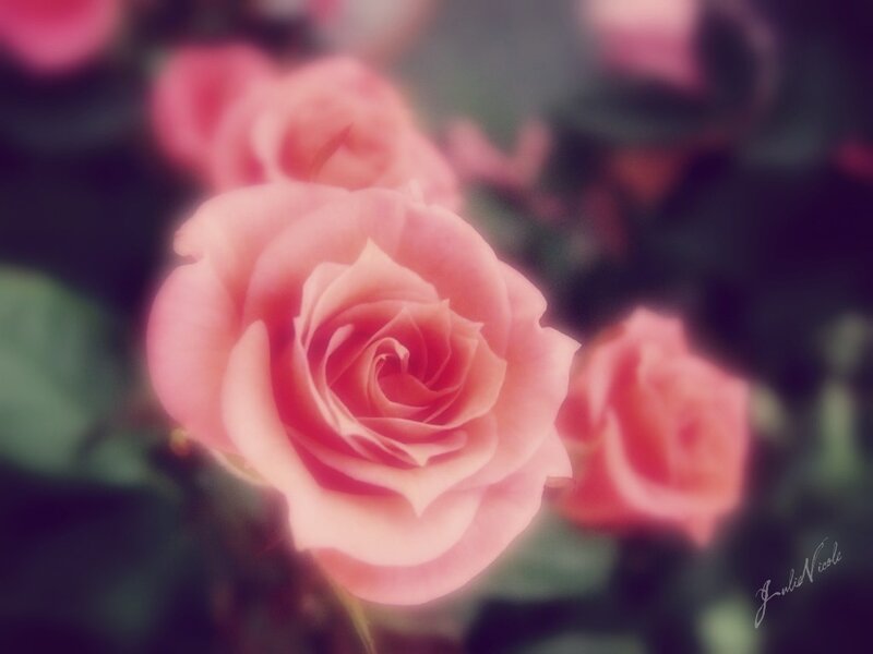 Pink Rose in Bloom — Serene, Photograph, Green Leaves, Blurry Background