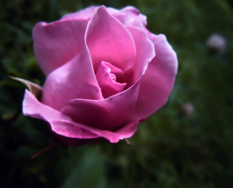 Pink Rose in Bloom — Serene, Photograph, Green Leaves, Bud