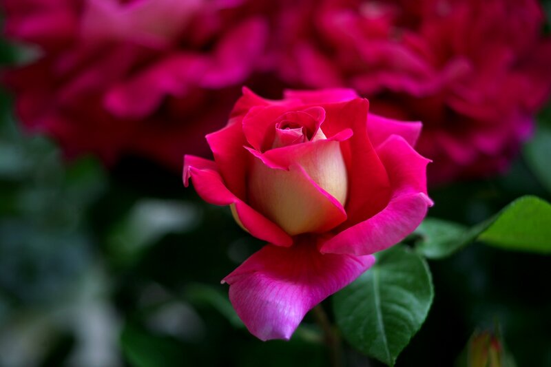 Pink Rose in Bloom — Serene, Photograph, Green Leaves, Flower