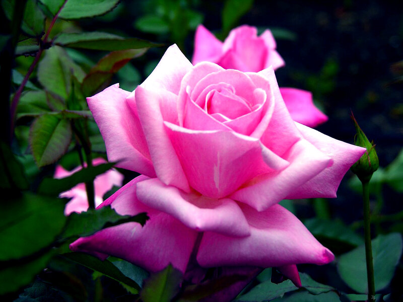 Pink Rose in Bloom — Serene, Photograph, Green Leaves