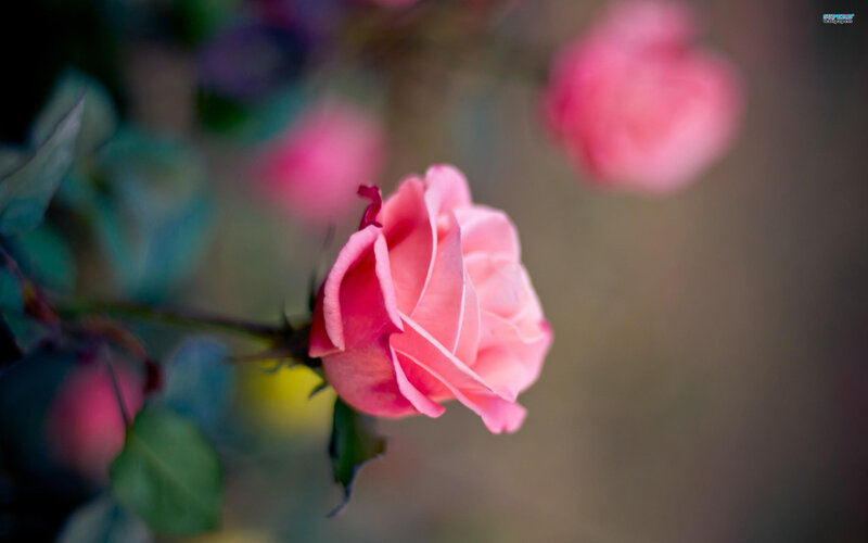 Pink Rose in Bloom — Serene, Photograph, Leaf