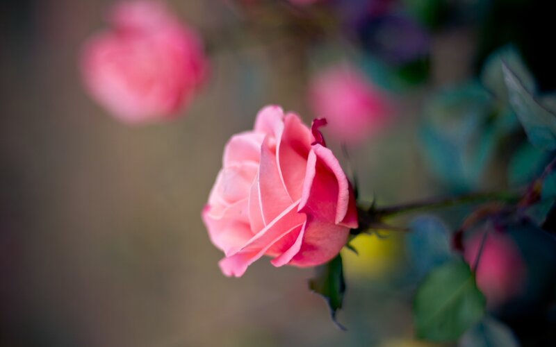 Pink Rose in Bloom — Serene, Photograph, Leaves, Stem