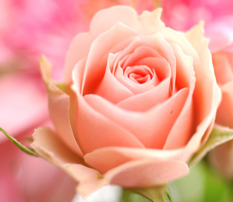 Pink Rose in Bloom — Serene, Photograph, Petals, Bud, Green Leaf