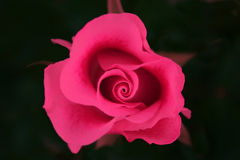 Pink Rose in Bloom — Serene, Photograph, Petals, Green Background