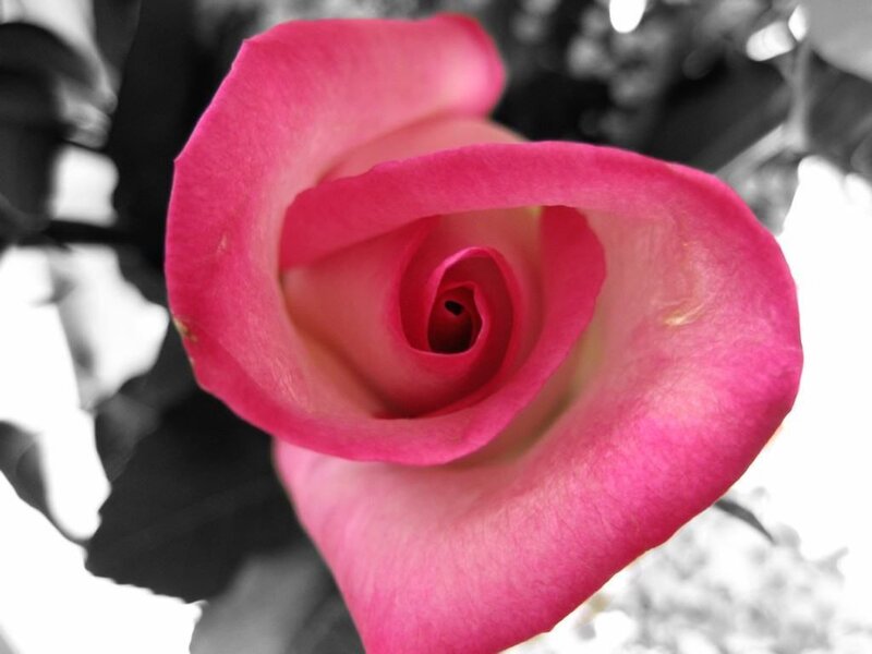 Pink Rose in Bloom — Serene, Photograph, Petals, Leaves