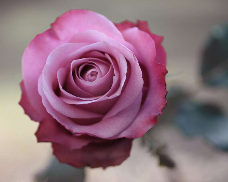 Pink Rose in Bloom — Serene, Photograph, Petals, Stem