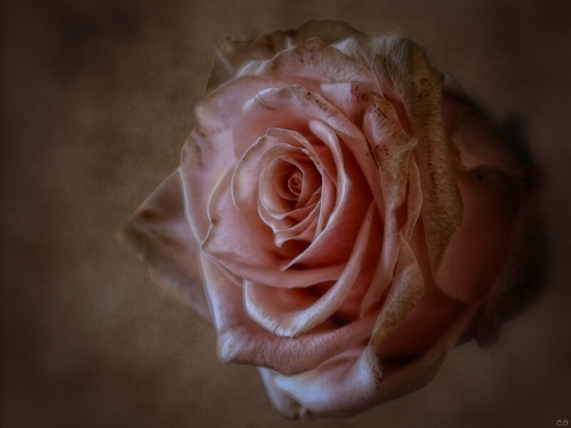 Pink Rose in Bloom — Serene, Photograph, Petals