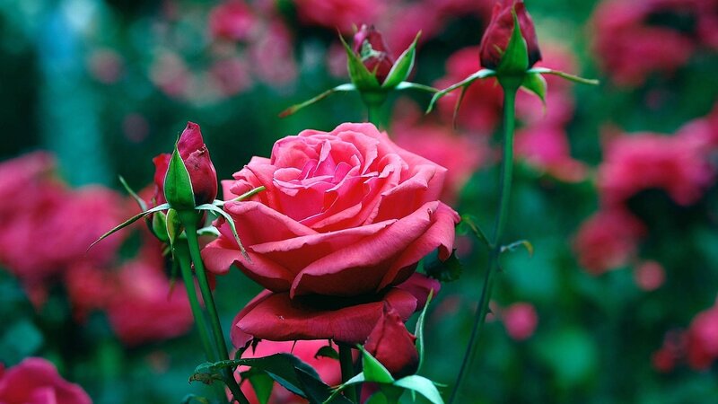 Pink Rose in Bloom — Serene, Photograph, Rosebud