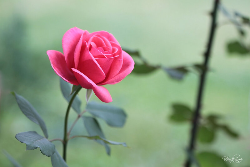 Pink Rose in Bloom — Serene, Photograph, Stem, Leaves, Green Background